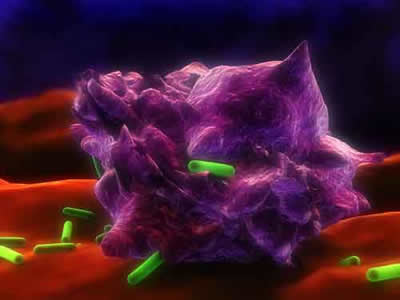 makrofag proždire E.coli